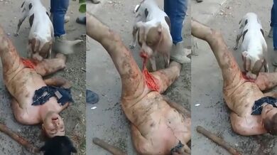 墨西哥猎奇事件！30岁裸男性侵遭黑帮私刑 斗牛犬生吞生殖器 血腥惨叫震天 胆小瓜友慎入！